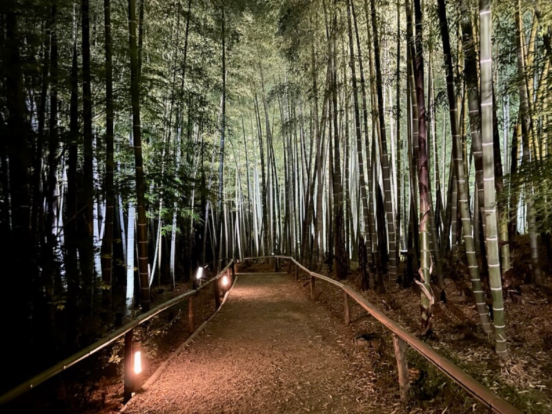 夜の高台寺の竹林の道
