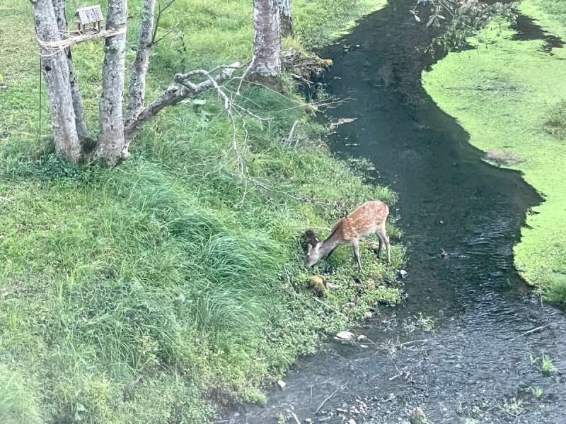 ラビスタ阿寒川の近辺で餌を食べている鹿