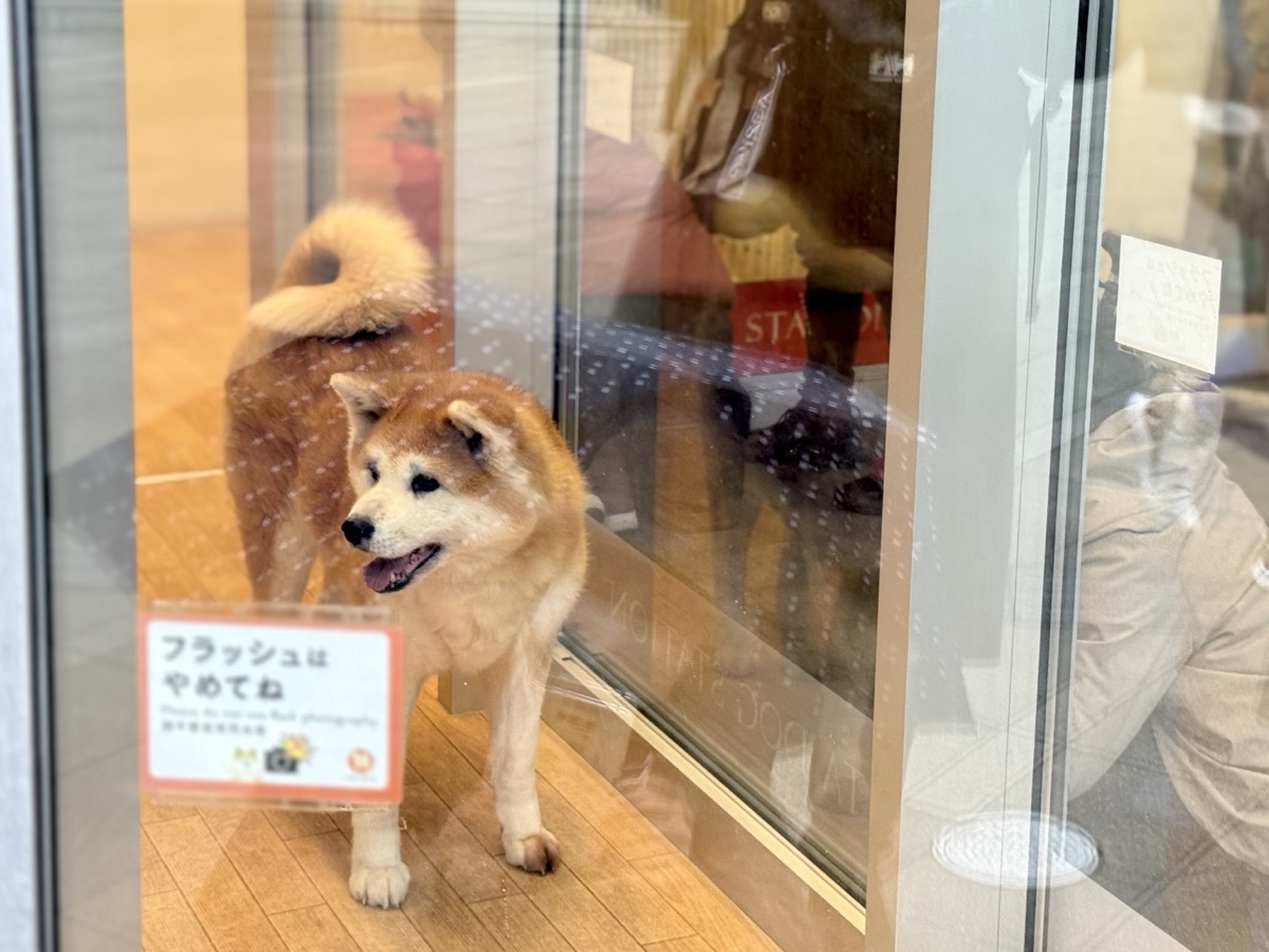 秋田犬ステーションの秋田犬