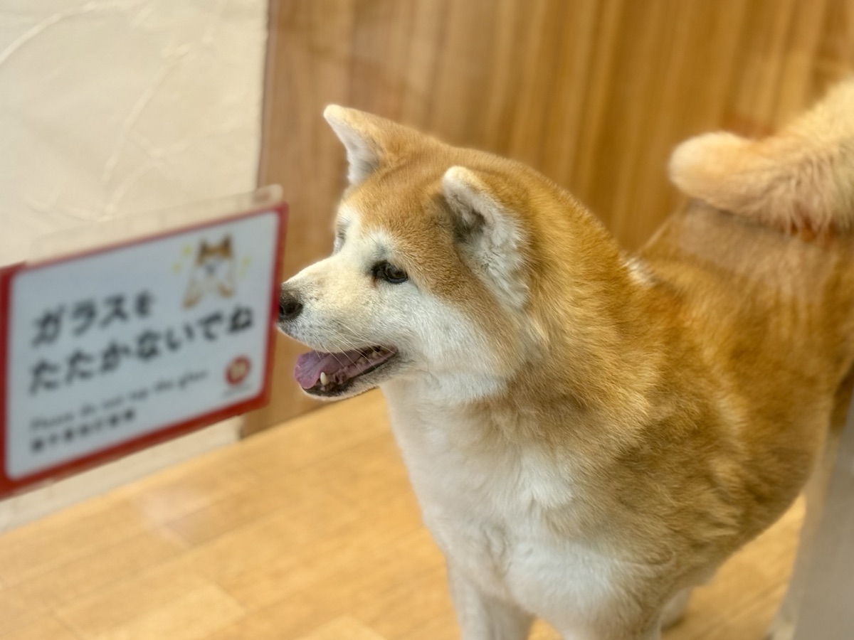 秋田犬ステーションの秋田犬