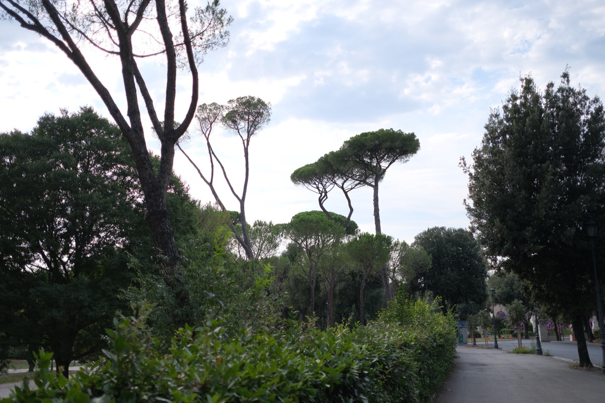 ボルゲーゼ公園で見た見慣れない木
