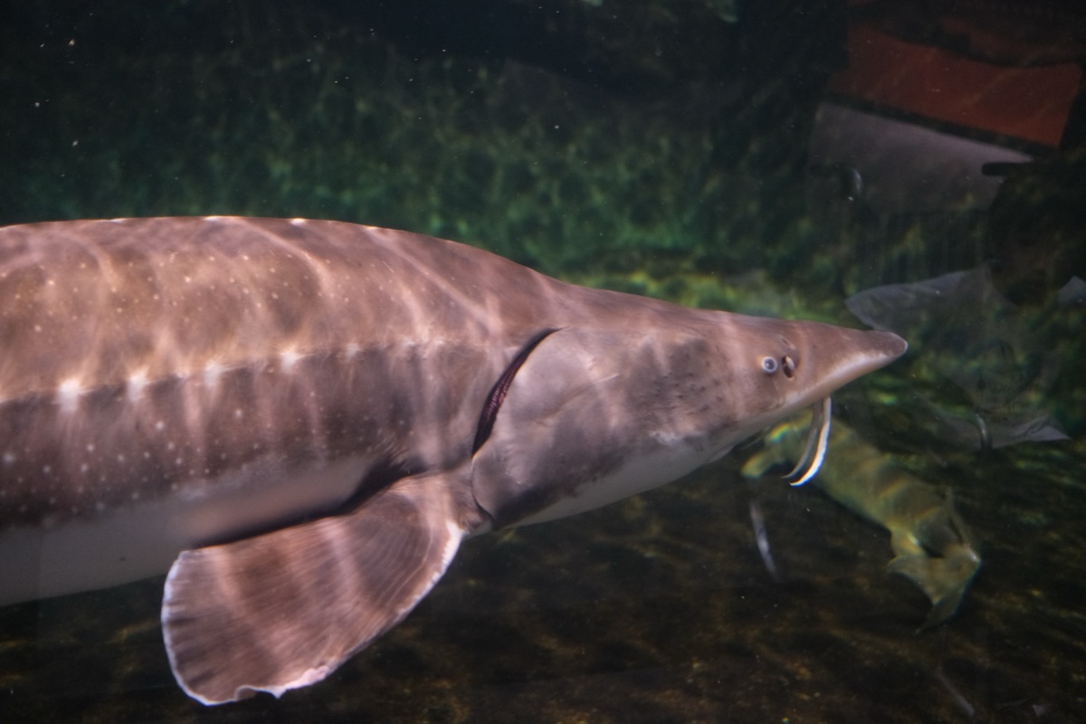 水族展示室の魚