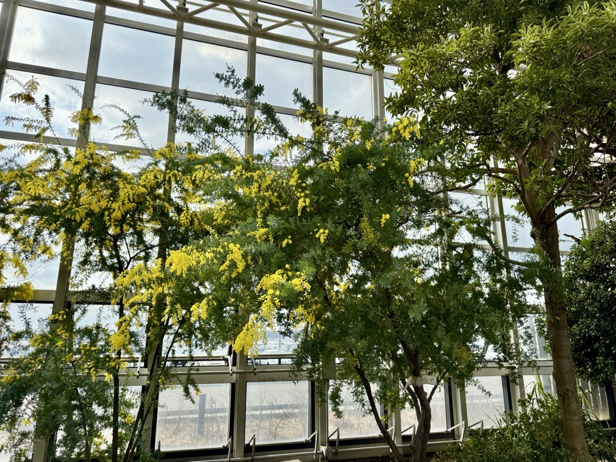 セリオンリスタの木々