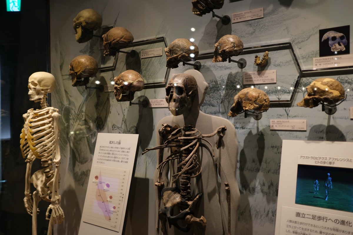 福井県立恐竜博物館のヒト及び類人猿の骨の展示