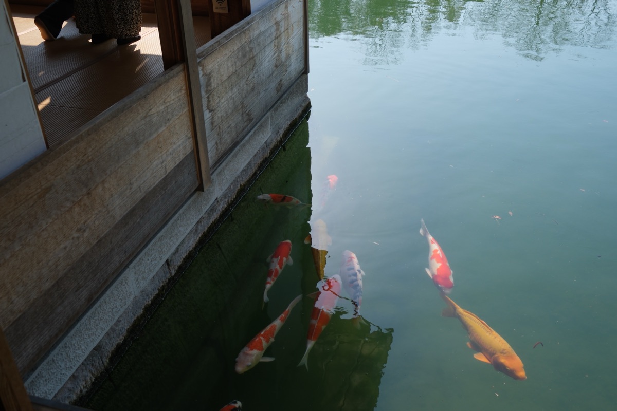 名勝 養浩館庭園の鯉