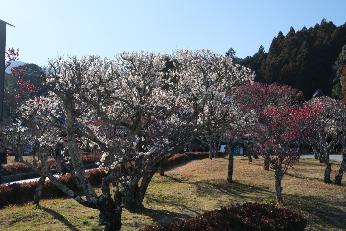 瑠璃光寺の梅