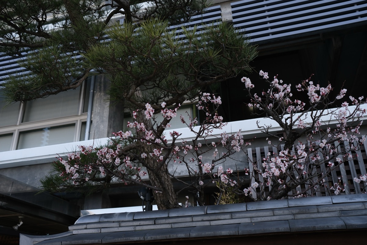 グランディア芳泉の梅