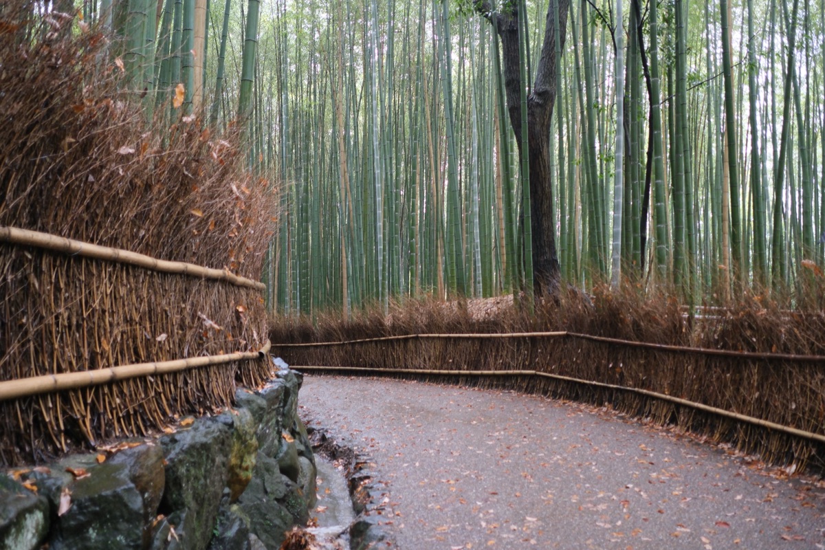 竹林の小道