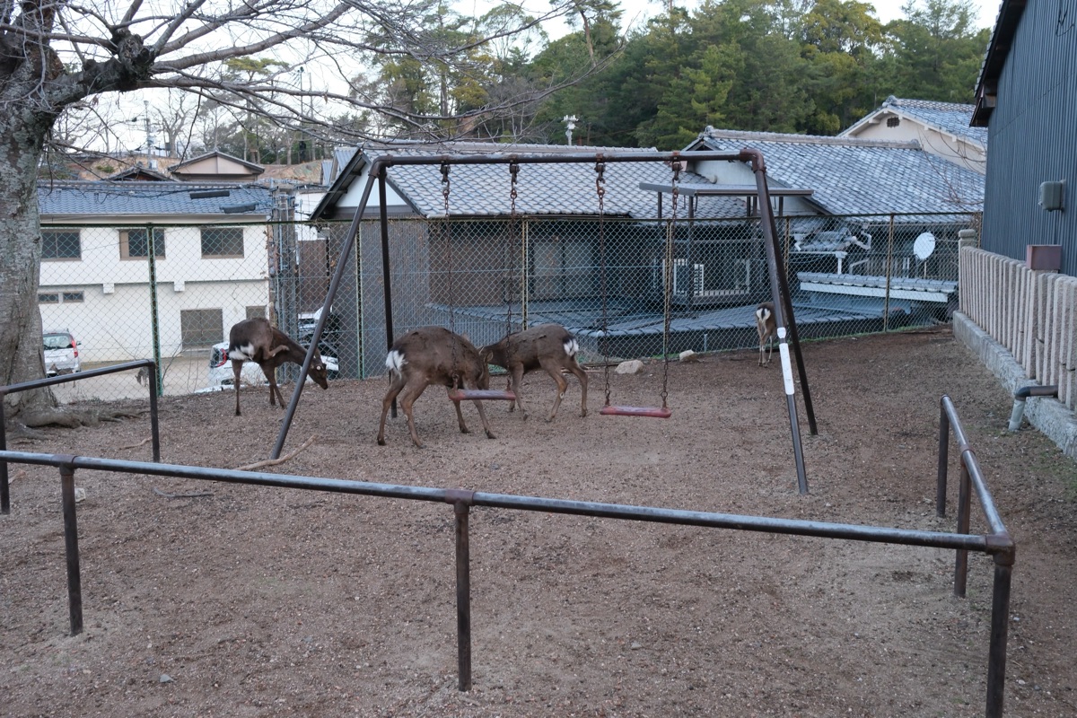 宮島ホテルまことの前にある公園にいる鹿